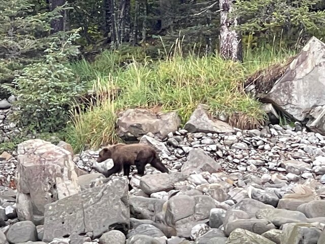 bear viewing alaska