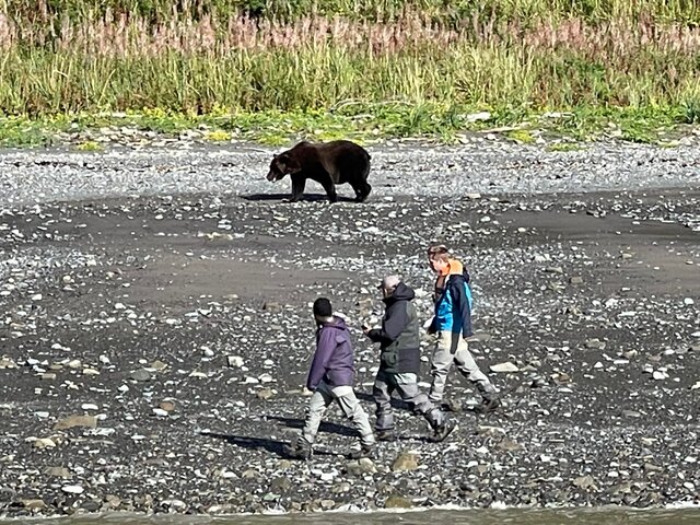 bear viewing alaska