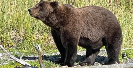 bear viewing alaska