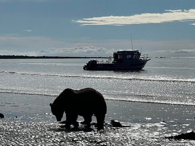 katmai bear viewing tours