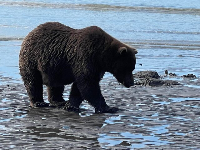 katmai bear viewing tours