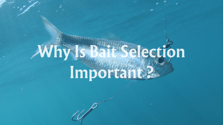 Why Is Bait Selection Important