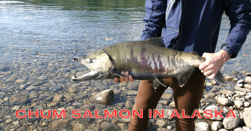 Chum Salmon in Alaska