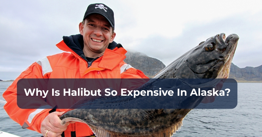 Why Halibut expensive fish in Alaska